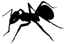 Anticon